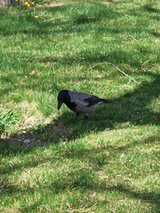 Corvus cornix