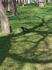 Corvus cornix