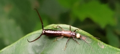 Opisthocosmiinae