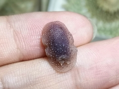 Homoiodoris japonica