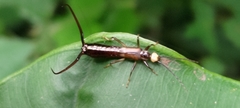 Opisthocosmiinae