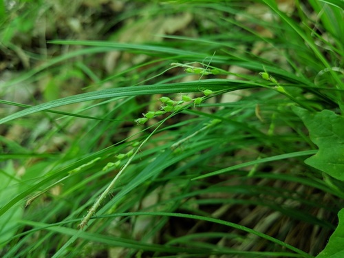 Carex digitalis var. digitalis