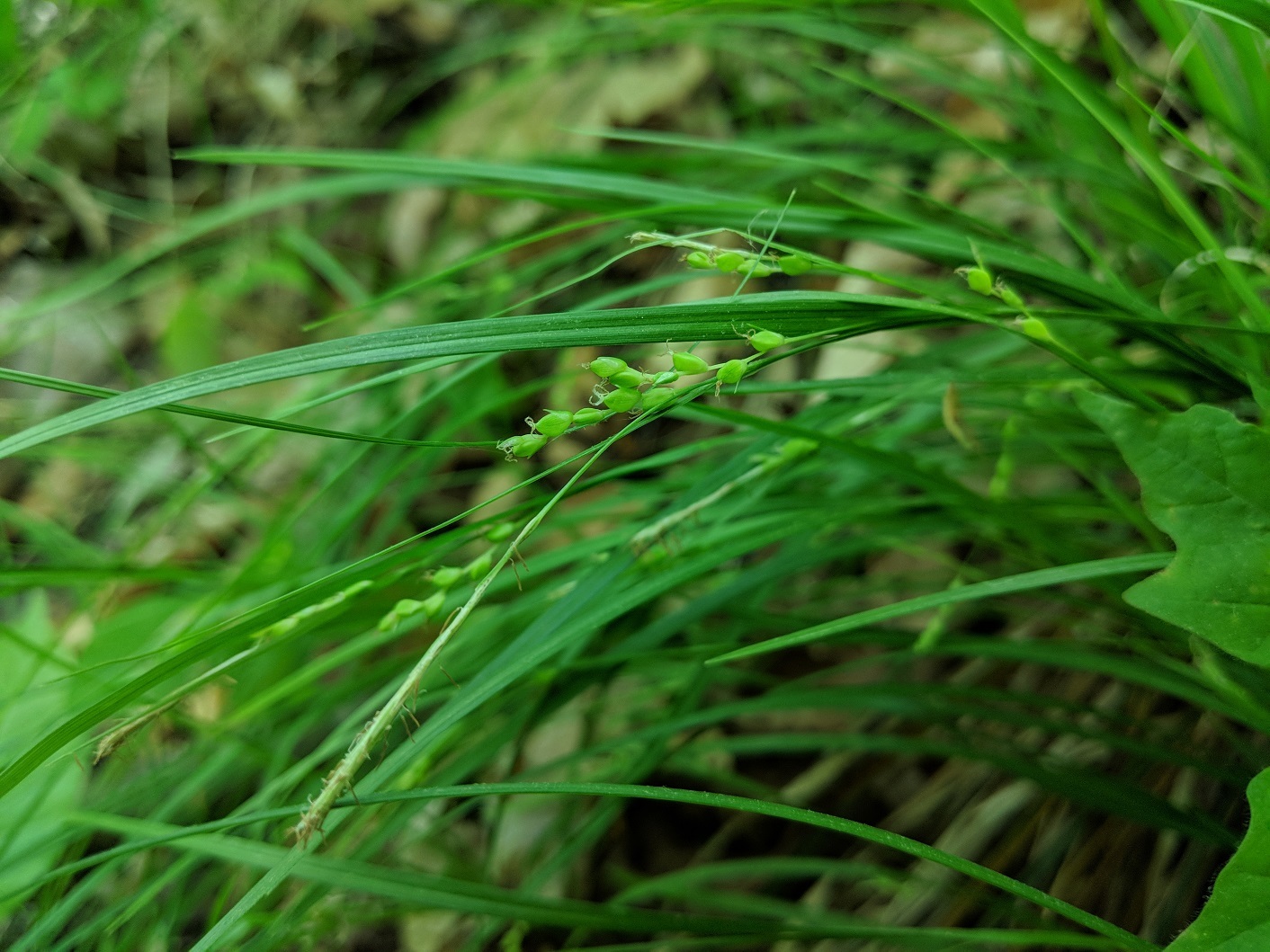 Carex digitalis var. digitalis