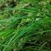 Carex digitalis digitalis - Photo 由 Pat Deacon 所上傳的 (c) Pat Deacon，保留部份權利CC BY-NC