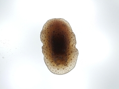 Homoiodoris japonica