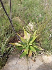 Aloe affinis
