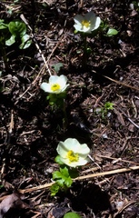 Ranunculoideae