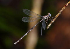 Episynlestes cristatus