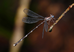 Episynlestes cristatus