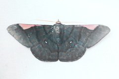 Sphacelodes vulneraria