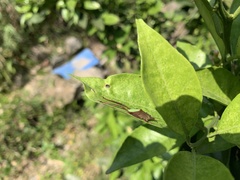 Ruidocollaris truncatolobata