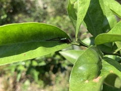 Ruidocollaris truncatolobata