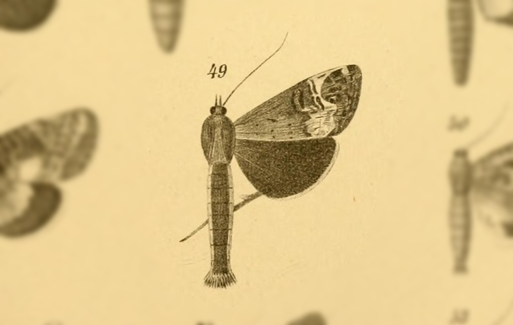 Phedosia