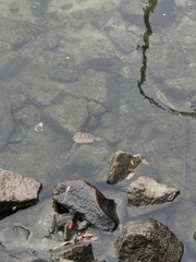 Mauremys japonica