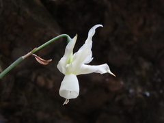 Narcissus triandrus triandrus