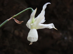 Narcissus triandrus triandrus