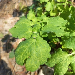 Chelidonium majus