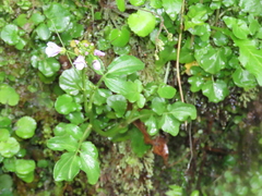 Cardamine raphanifolia