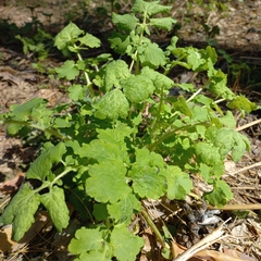 Chelidonium majus