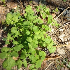 Chelidonium majus
