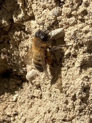 Andrena nigroaenea