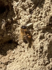 Andrena nigroaenea