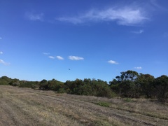 Accipiter cirrocephalus