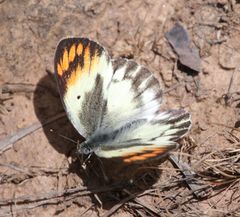 Colotis antevippe gavisa