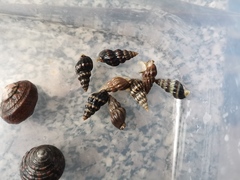 Nassarius fraterculus