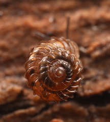 Paralaoma mucoides
