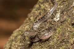 Dipsadoboa aulica