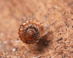 Paralaoma mucoides