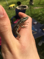 Podarcis muralis muralis