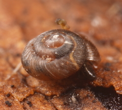 Punctidae