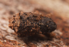 Exithius musculus