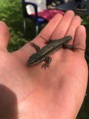 Podarcis muralis muralis