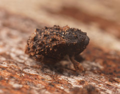 Exithius musculus