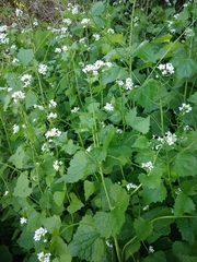 Alliaria petiolata