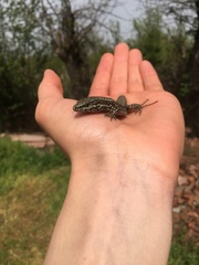 Podarcis muralis muralis