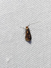Nemophora topazias