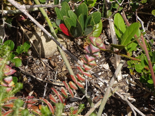 Crassula perforata