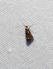 Nemophora topazias