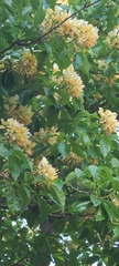 Crateva unilocularis