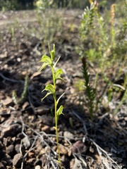 Pterostylis daintreana