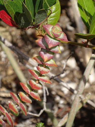 Crassula perforata