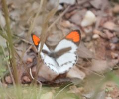 Colotis euippe mediata