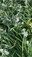 Ornithogalum nutans