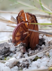 Abantiades atripalpis