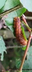 Chalcosiinae