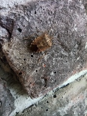 Halyomorpha halys